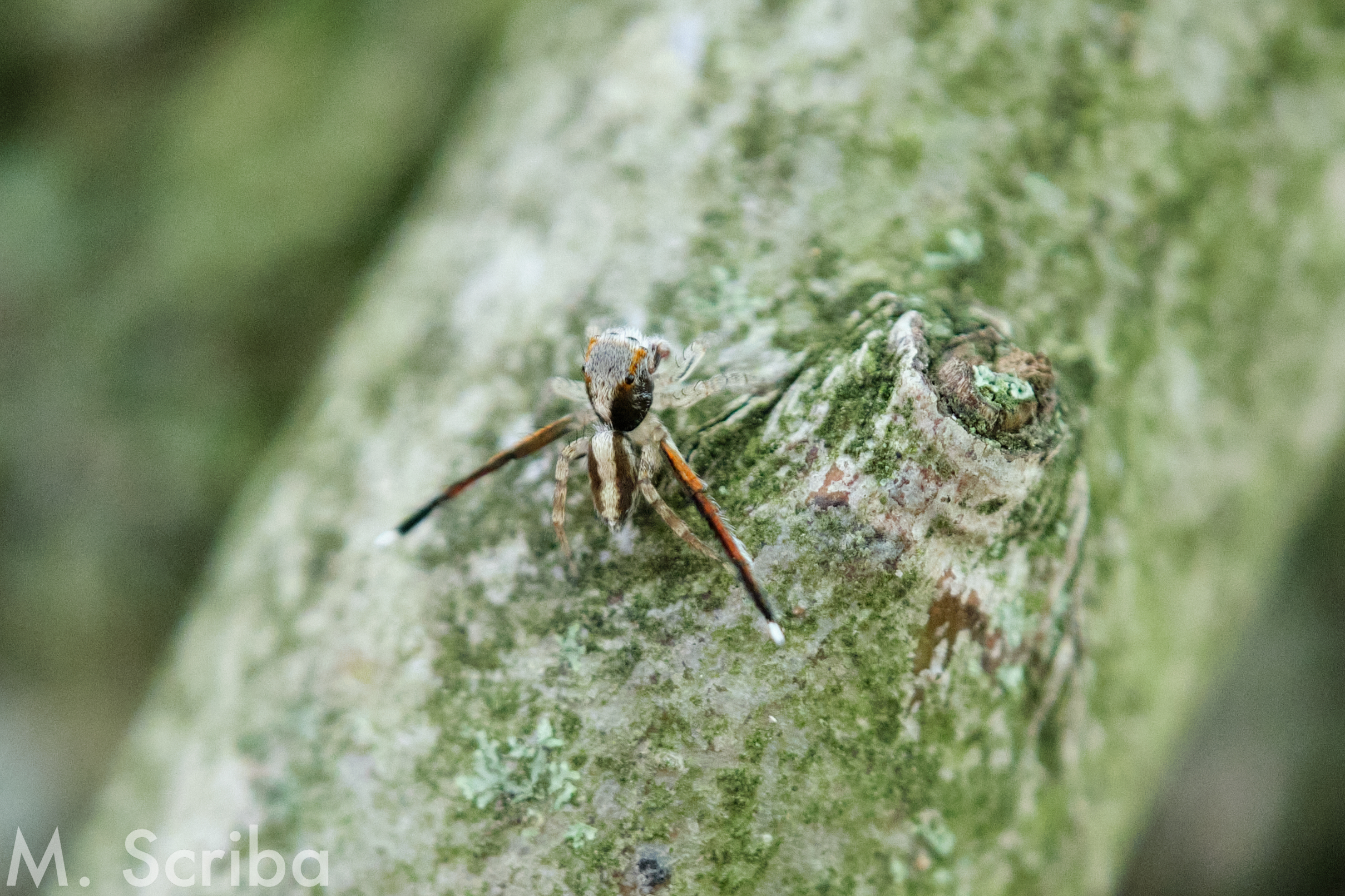 Saitis barbipes male on tree trunk